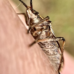 Omyta delineata