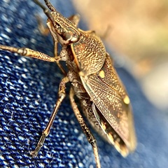 Omyta delineata