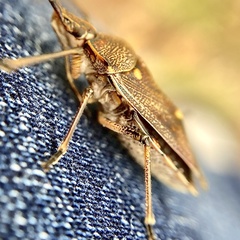 Omyta delineata