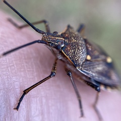 Omyta delineata