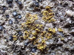 Flavoplaca flavocitrina