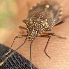 Omyta delineata