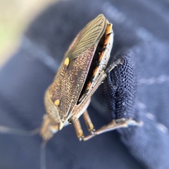 Omyta delineata