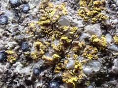 Flavoplaca flavocitrina