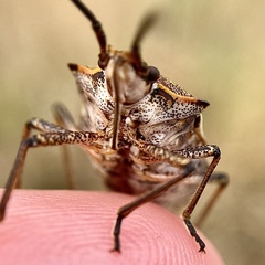 Omyta delineata