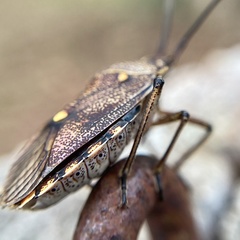 Omyta delineata