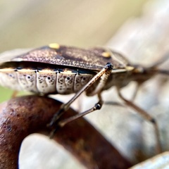 Omyta delineata