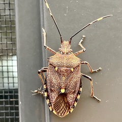 Omyta delineata