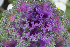 Brassica oleracea acephala