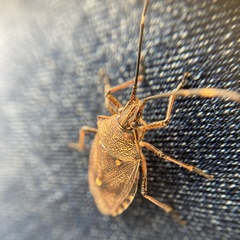 Omyta delineata
