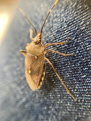 Omyta delineata