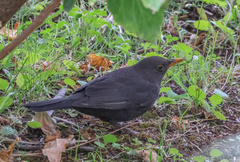 Turdus merula cabrerae