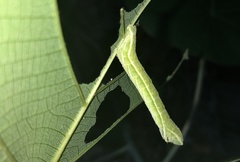 Pingasa chlora