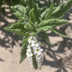 Heliotropium steudneri