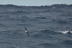 Pseudobulweria rostrata