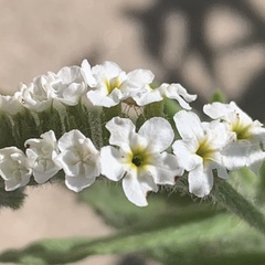 Heliotropium steudneri