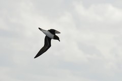 Pseudobulweria rostrata