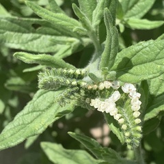 Heliotropium steudneri