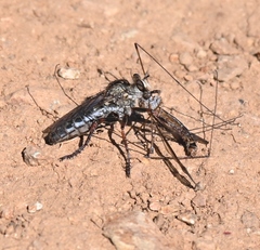 Lestomyia