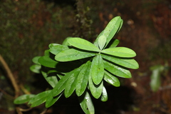 Pimelea ligustrina ligustrina