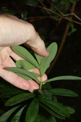 Pimelea ligustrina ligustrina