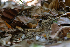 Pellorneum fuscocapillus