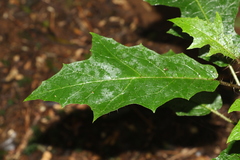 Solanum inaequilaterum
