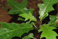 Solanum inaequilaterum