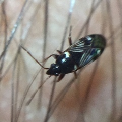 Paramyocara iridescens