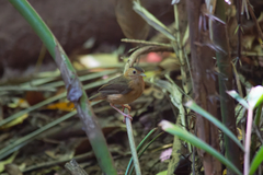 Pellorneum fuscocapillus