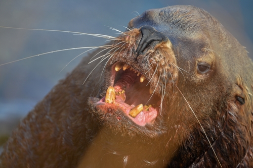 Steller Sea Lion (Eumetopias jubatus), a species recorded in Washington