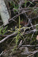Drosera serpens