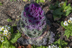 Brassica oleracea acephala