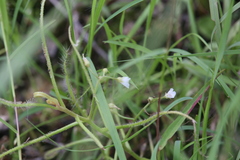 Drosera serpens