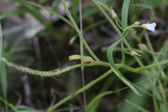 Drosera serpens