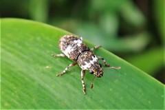 Dendropemon
