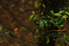 Pilidiostigma glabrum