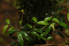 Pilidiostigma glabrum