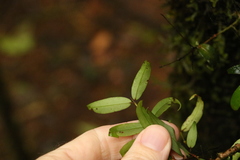 Pilidiostigma glabrum