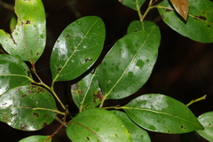 Cryptocarya foveolata