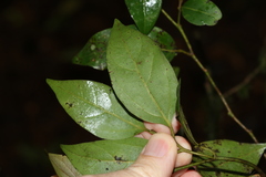 Cryptocarya foveolata