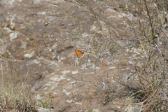 Danaus chrysippus dorippus