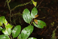 Cryptocarya foveolata