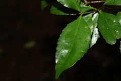 Atherospermataceae