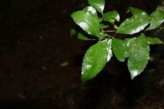 Atherospermataceae