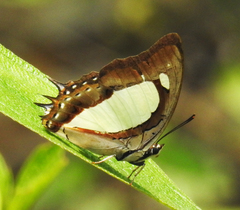 Polyura arja