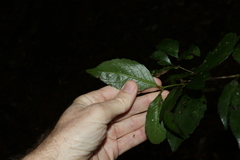 Atherospermataceae