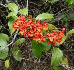 Clerodendrum splendens