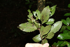 Atherospermataceae