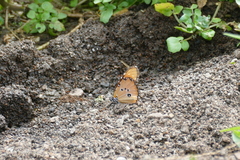 Danaus chrysippus dorippus